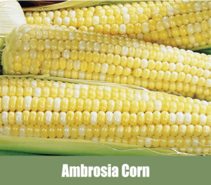 Ambrosia Corn, also known as Tall Untreated Ambrosia Corn